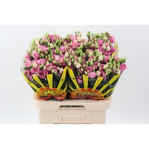 Eus G Rosi Rose Pink