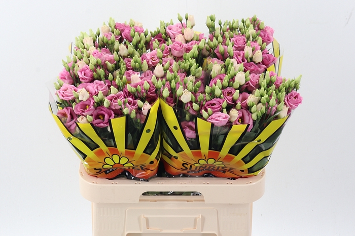 <h4>Eus G Rosi Rose Pink</h4>