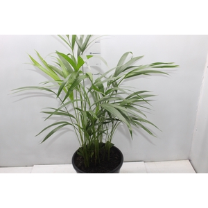 ARECA BAMBU P24