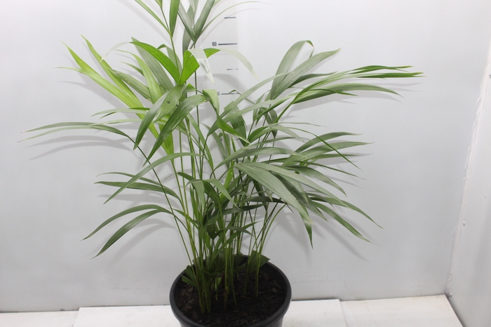 <h4>ARECA BAMBU P24</h4>