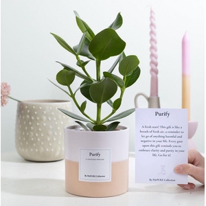 Clusia Rosea Gift 