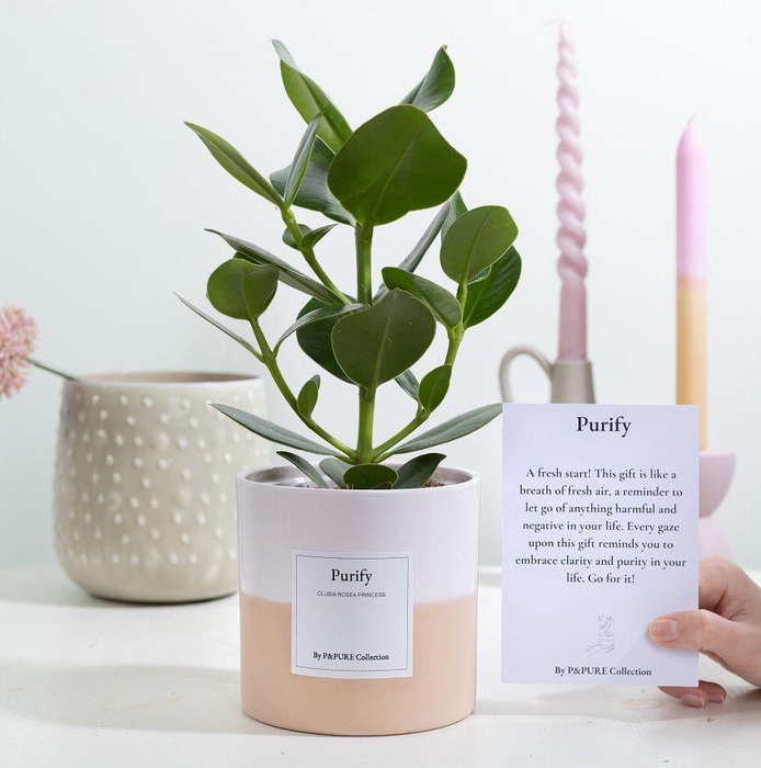 <h4>Clusia Rosea Gift "Purify" WITH GREETING CARD!!!</h4>