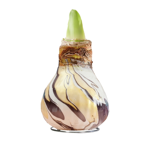 <h4>Amaryllis TOW Swirl Black 6x1, rode bloem, Tray236</h4>