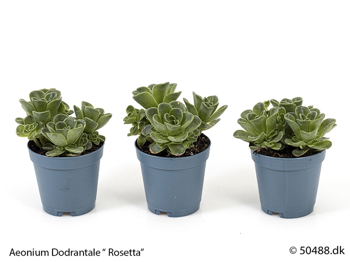 <h4>AEONIUM DODRANTALE P5,5</h4>