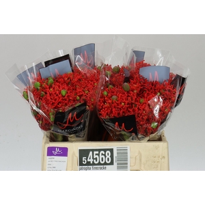 Jatropha Firecracker