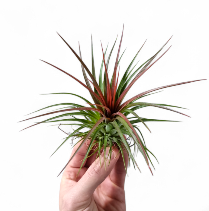 <h4>Tillandsia Rainforest Red Large</h4>