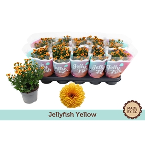 Chrysant Jellyfish Yellow