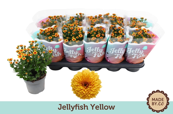 <h4>Chrysant Jellyfish Yellow</h4>