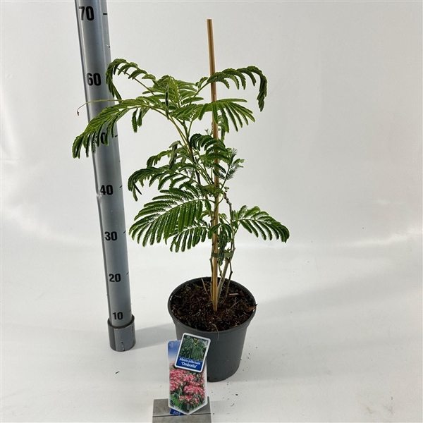 <h4>Albizia julibrissin Ombrella® ('Boubri'PBR)</h4>