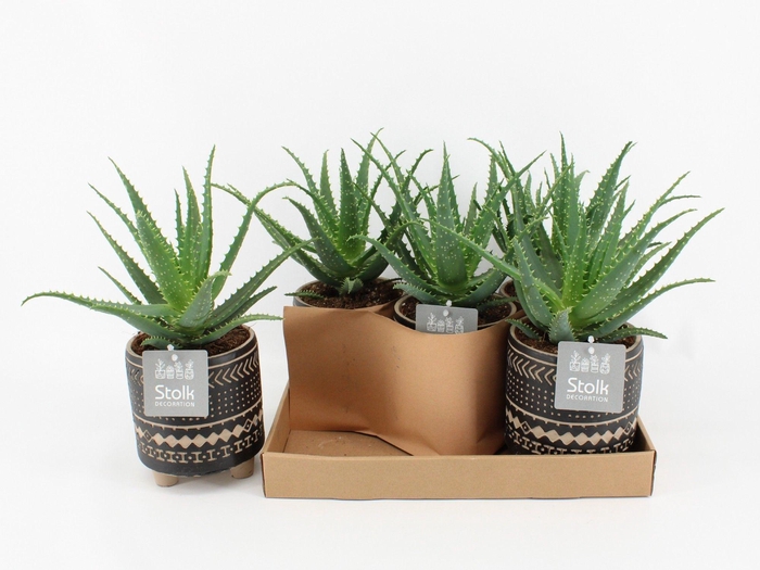 <h4>Aloe Arborescens Keramiek Maya</h4>