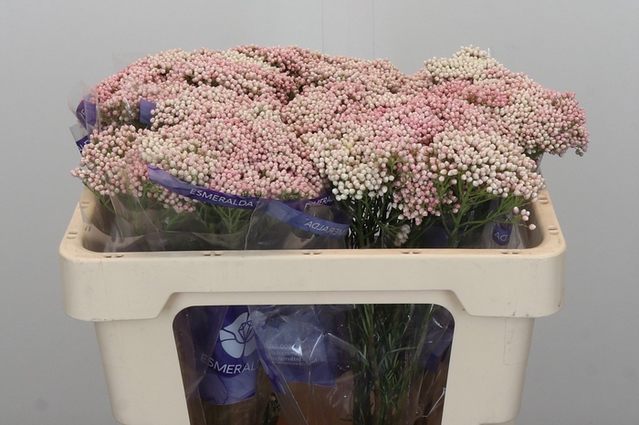 <h4>Ozothamnus Cooks Pink</h4>