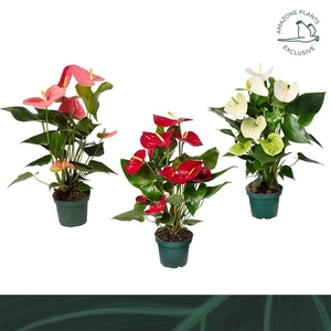 Anthurium Andreanum Grp gemengd 4 kleuren