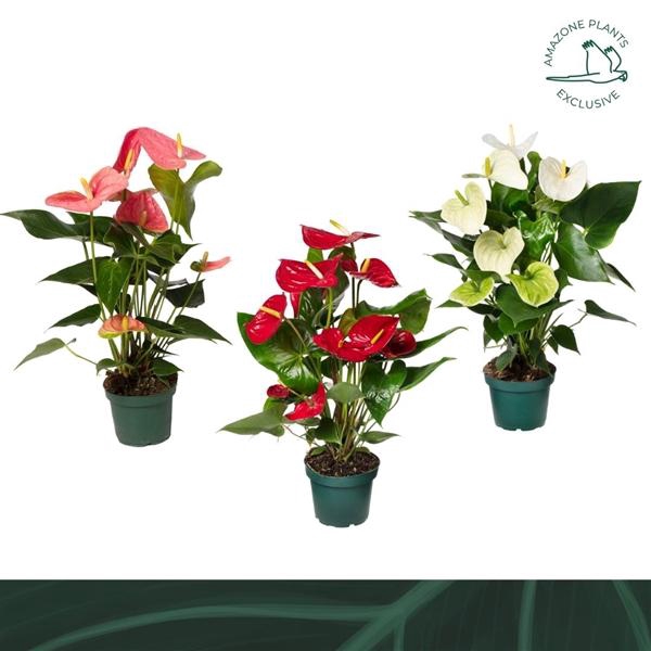 <h4>Anthurium Andreanum Grp gemengd 4 kleuren</h4>