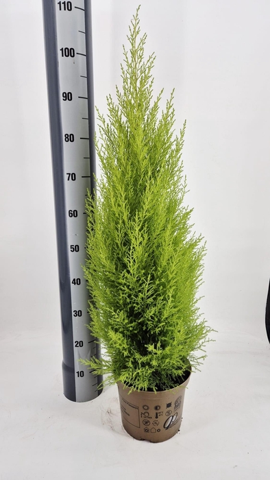 <h4>CUPR MA GOLDC WILMA</h4>