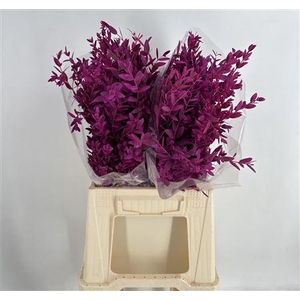 Col Parvifolia K Cerise Cerise