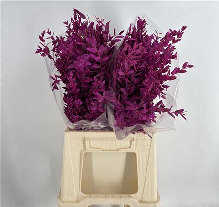<h4>Col Parvifolia K Cerise Cerise</h4>