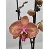 Phalaenopsis overig