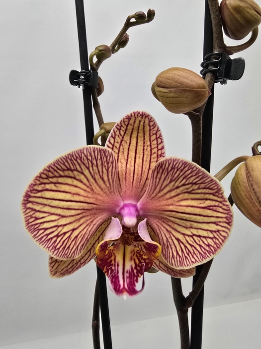 Phalaenopsis overig
