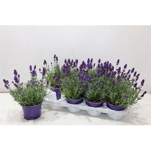 arr8 Lavan An Va D Violet