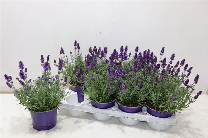 <h4>arr8 Lavan An Va D Violet</h4>