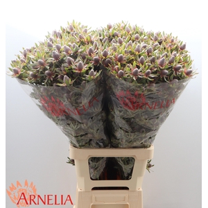 LEUCAD AYOBA ST PEAR