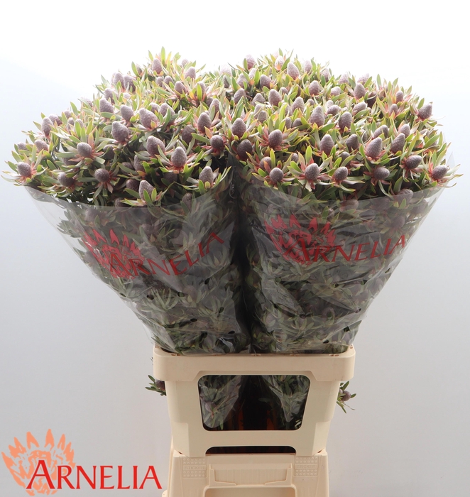 <h4>LEUCAD AYOBA ST PEAR</h4>