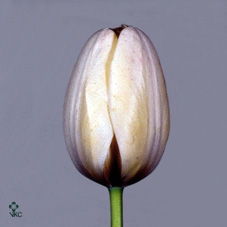 Tulpes Raudonos su geltonu LT