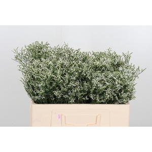 Lim Sin Clear Diamon