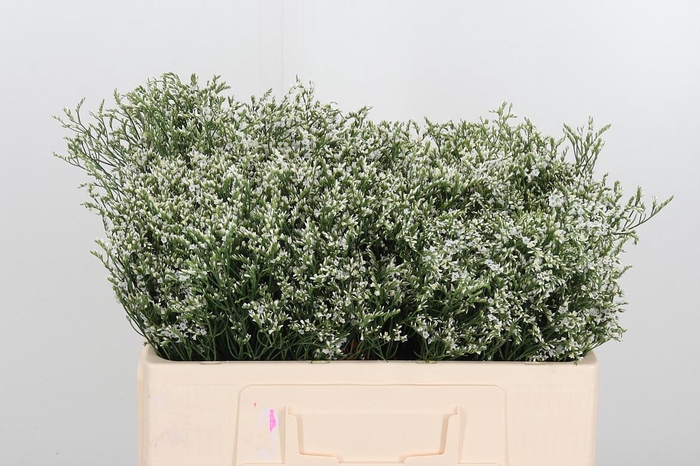 <h4>Lim Sin Clear Diamon</h4>