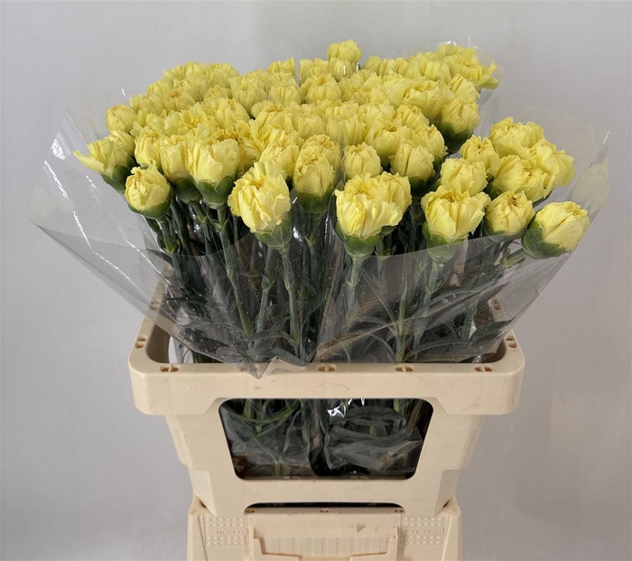 <h4>DIANTHUS ST ZELDA</h4>