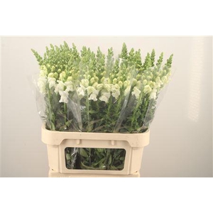 Antirrhinum Nl. White Antibes