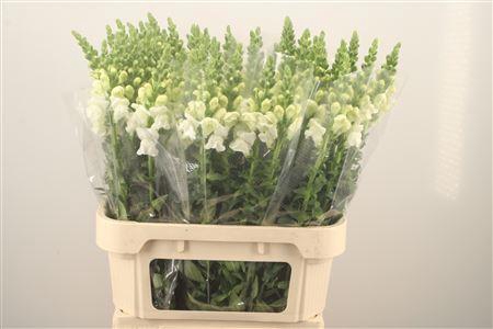 <h4>Antirrhinum Nl. White Antibes</h4>
