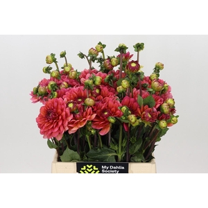Dahlia Salmon Runner