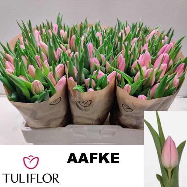 <h4>TU EN AAFKE</h4>