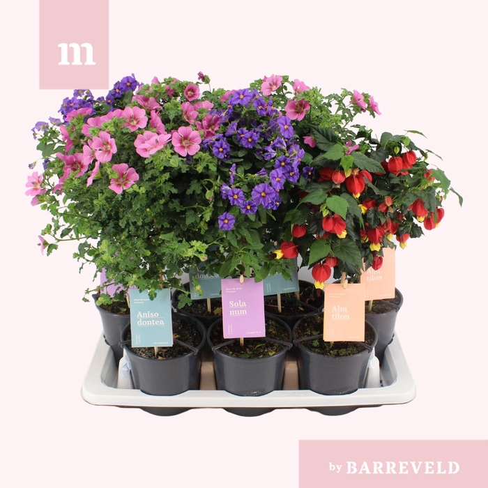 <h4>Kuipplanten stam mixtray</h4>