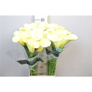 Zantedeschia  'Snowstar'