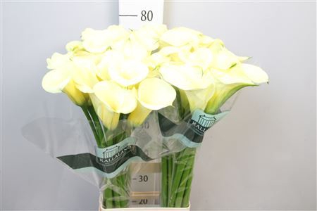 <h4>Zantedeschia  'Snowstar'</h4>