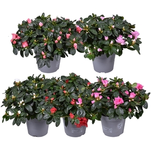 Azalea Vogel gemengd 14cm (RK2)