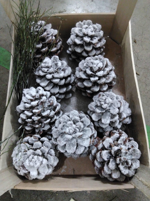 <h4>PINEA PIN SNEEUW H%</h4>