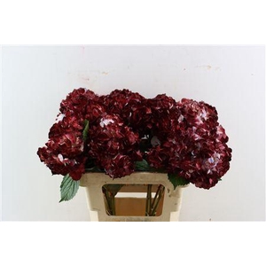 HYDR M BORDEAUX TINTED