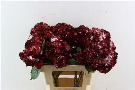 <h4>HYDR M BORDEAUX TINTED</h4>