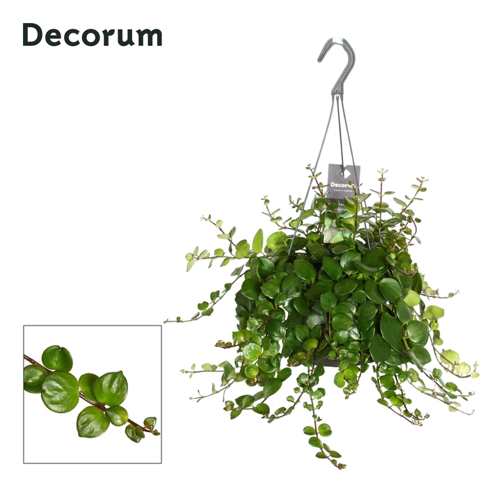 <h4>AESCHYN PINK POLKA</h4>