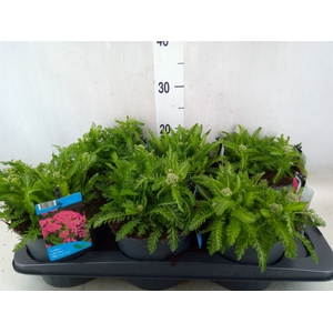 Achillea millef.