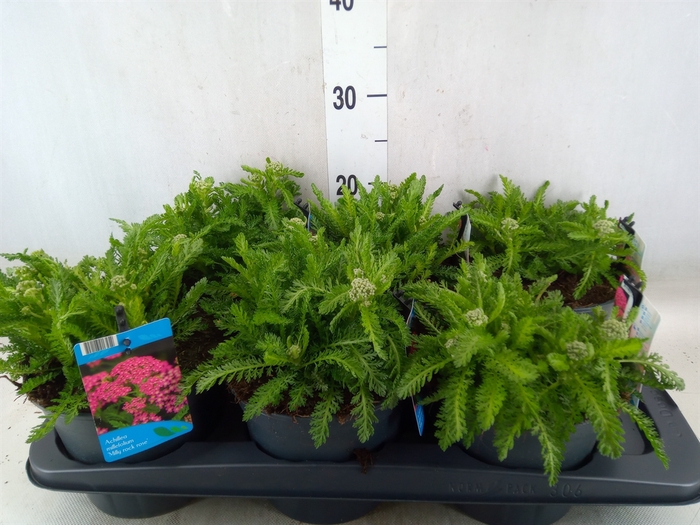 <h4>Achillea millef.</h4>