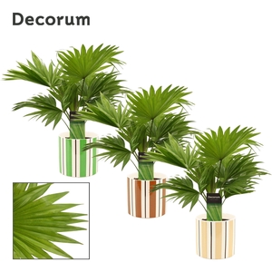 Livistona Rotundifolia 12 cm in Beau (Natural bubble-collection)