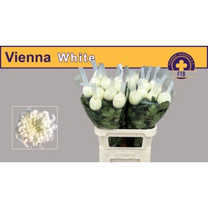 CHR G VIENNA WHITE