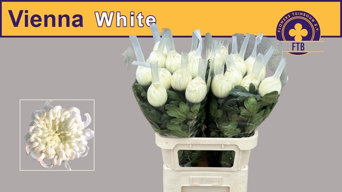 CHR G VIENNA WHITE