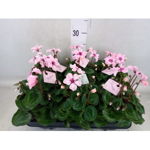 Cyclamen KL 'Illusia'