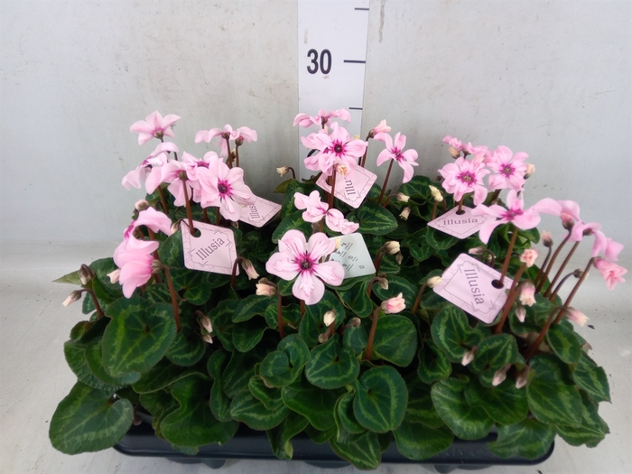 <h4>Cyclamen KL 'Illusia'</h4>