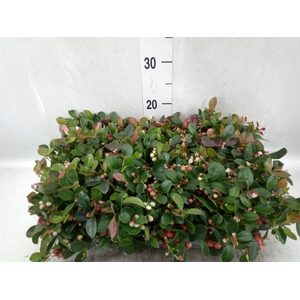 Gaultheria proc.